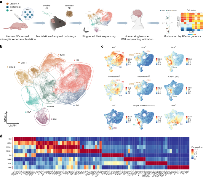 Xenografted human microglia display diverse transcriptomic states in response to Alzheimer’s disease-related amyloid-β pathology