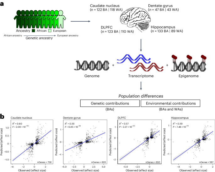 Genetic ancestry contributes to gene expression in the brain