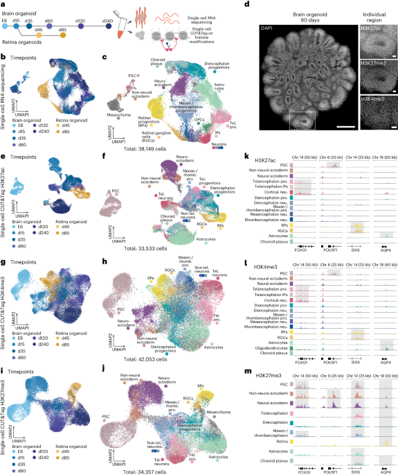 Single-cell epigenomic reconstruction of developmental 