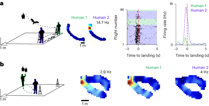 Hippocampal neurons encode identities and positions of human ...