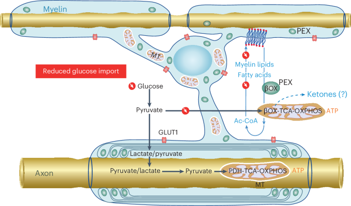glutathione s transferase insects Frontiers