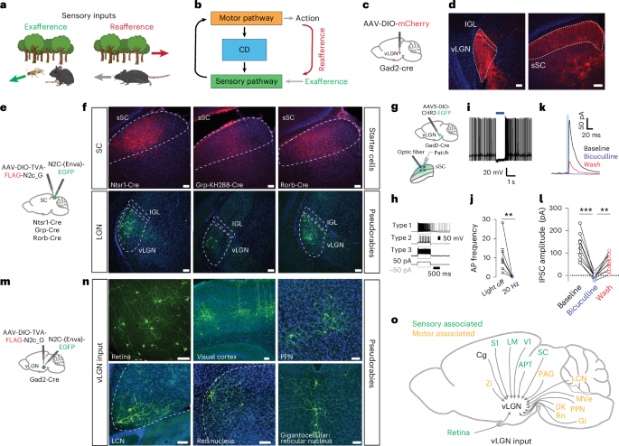professional screenshot of PageOn.ai interface showing biology visualization creation with cellular diagram templates