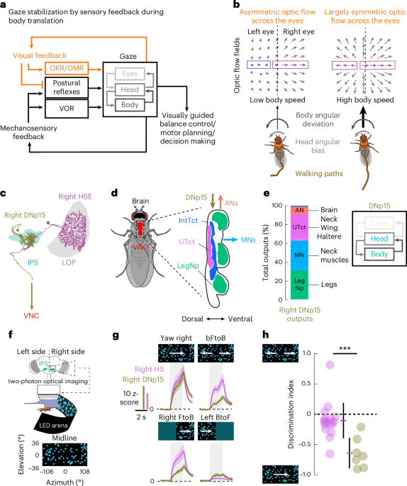 A competitive disinhibitory network for robust optic flow processing in ...