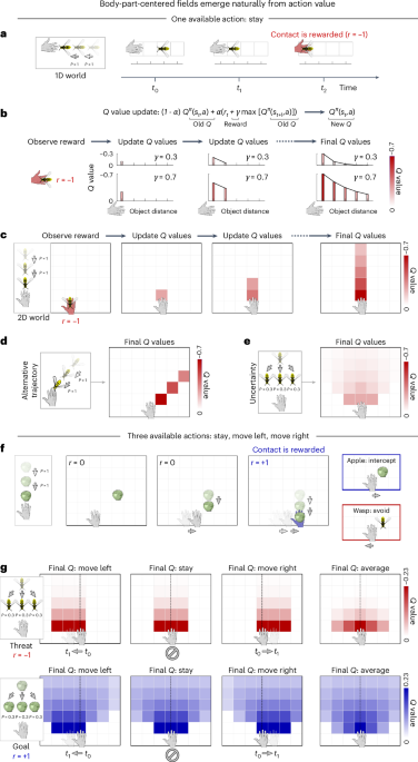 Egocentric value maps of the near-body environment - Nature Neuroscience
