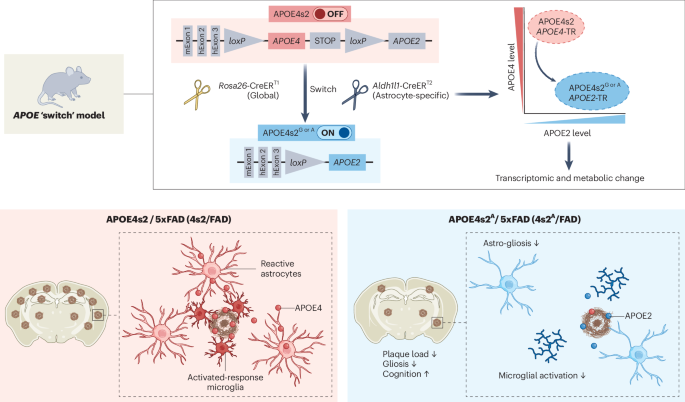 Flipping APOE to reverse Alzheimer’s disease traits | Nature Neuroscience