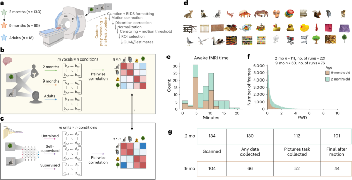 Infants have rich visual categories in ventrotemporal cortex at 2 months of age - Nature Neuroscience