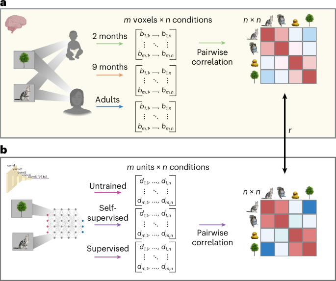 Studying infant vision in the scanner and in silico reveals the richness of early brain function - Nature Neuroscience