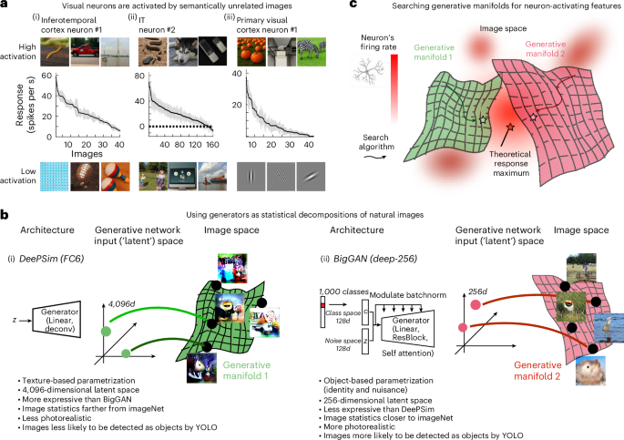 Neuronal tuning aligns dynamically with object and texture manifolds across the visual hierarchy