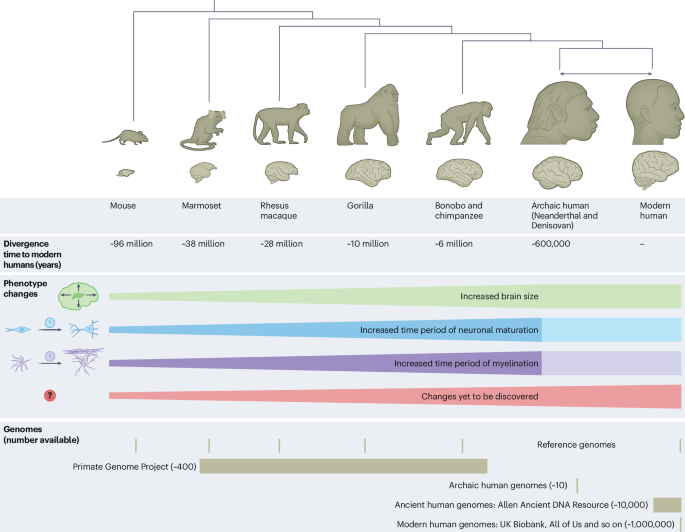 Genomic approaches for understanding the evolution of the human brain