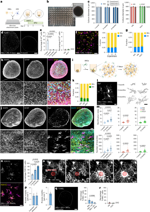 A reproducible three-dimensional model of human brain tissue to investigate physiological and disease-associated microglia phenotypes