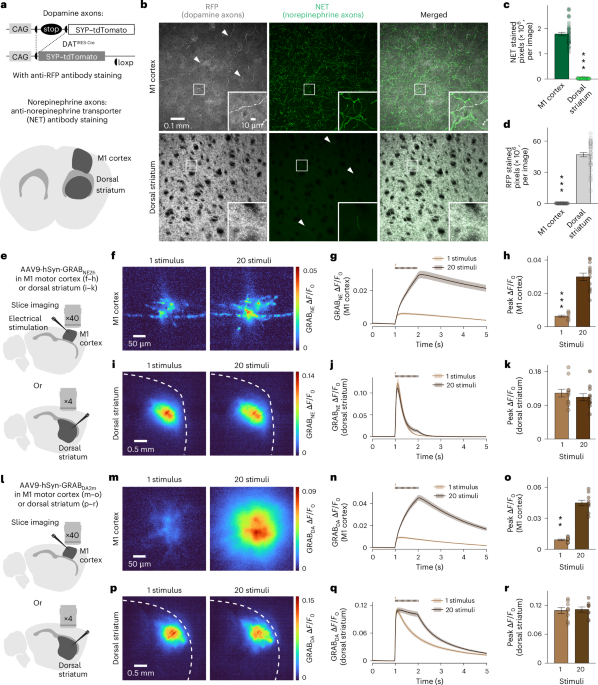 Norepinephrine and dopamine sensor crosstalk depends on local innervation density - Nature