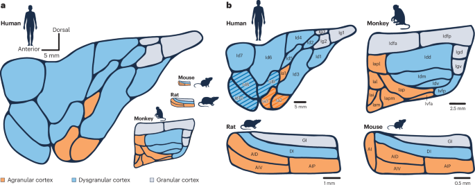 Comparative insights into insula structure and function