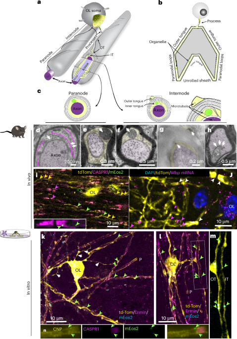 An activity-modulated transport route across myelin (TRAM) for motor-driven organelle transfer in oligodendrocytes