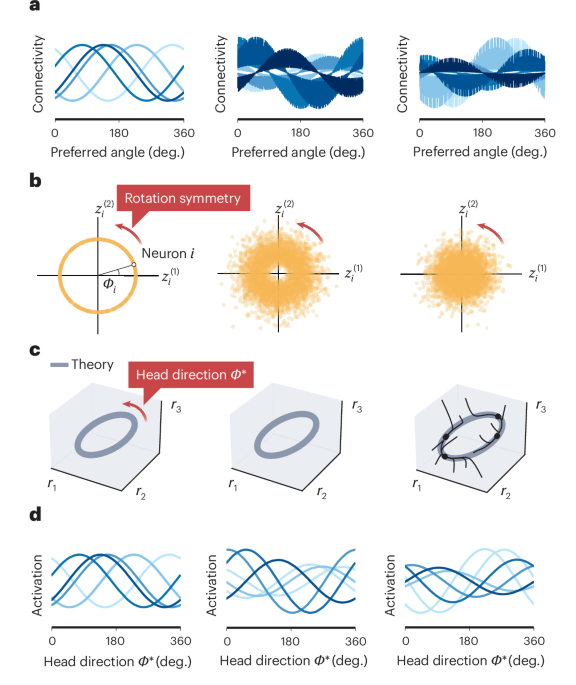Ring attractor networks go full circle