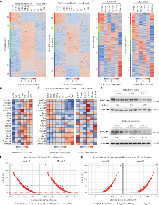 Microglia activation by derepression of endogenous retroviruses drives inflammation and cellular senescence