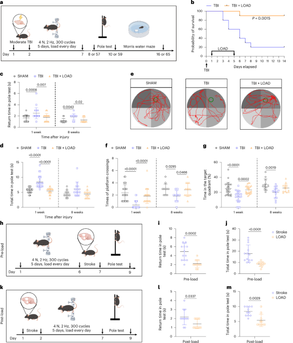Tibial bone compression promotes recovery after brain injury through osteocyte PIEZO1