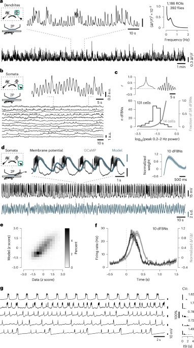 A half-center oscillator regulates sleep pressure