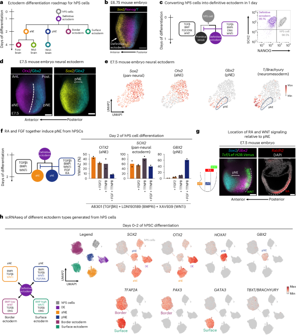 Two parallel neural ectoderm progenitors contribute to the developing brain