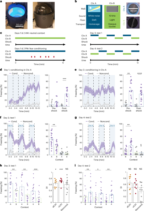 Overlapping representations in the ventral hippocampus support rapid fear memory retrieval