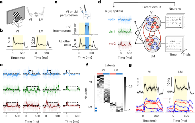 Reciprocal connections dynamically build consensus between neocortical areas