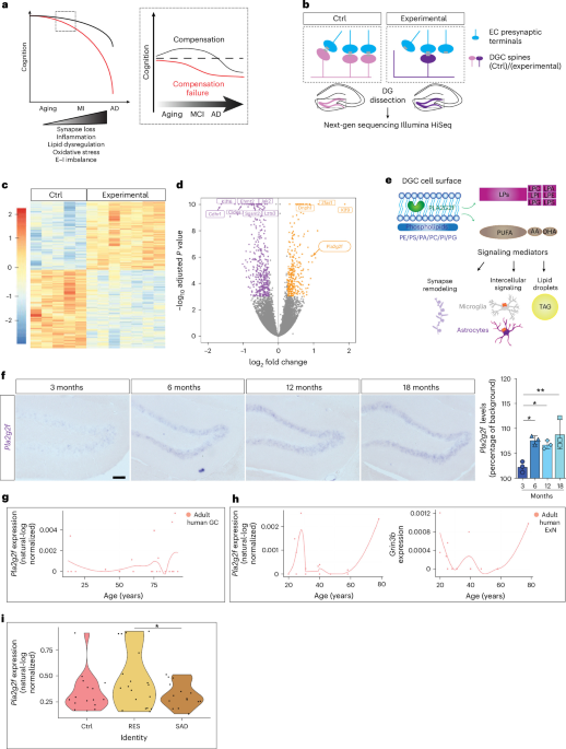 An aging-sensitive secreted phospholipase confers neuroprotection and cognitive resilience