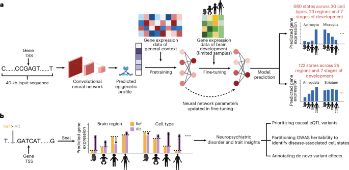 Spatiotemporal AI-based modeling of gene regulation and variant effects in the developing human brain using Seal