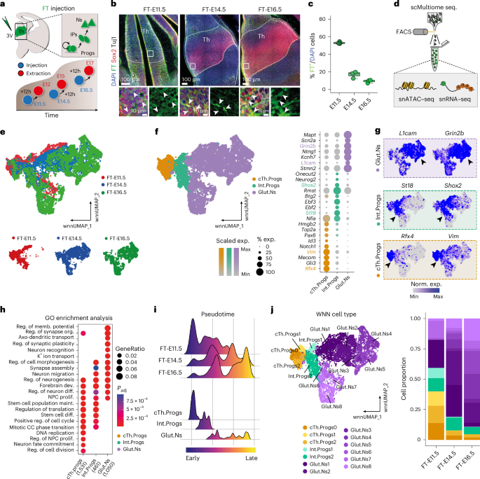 Early lineage divergence segregates sensory and motor-associative identities in the thalamus