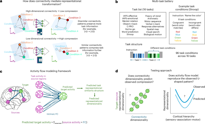Brain Network Topology Guides Cognitive Task Information Flow