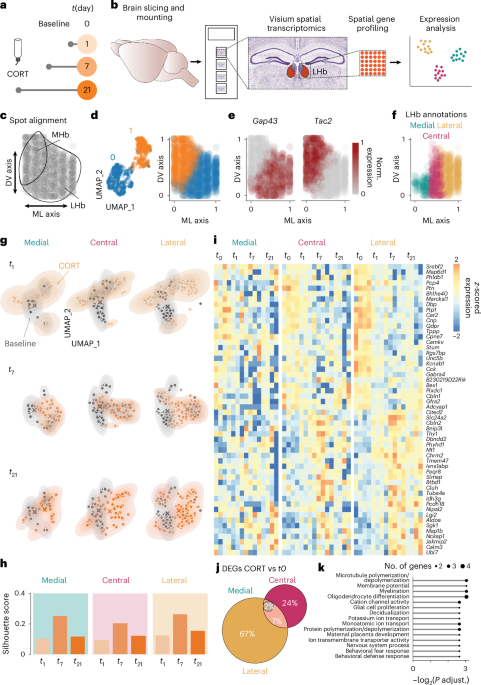 Spatiotemporal remodeling in habenula marks the onset of depression-related phenotypes
