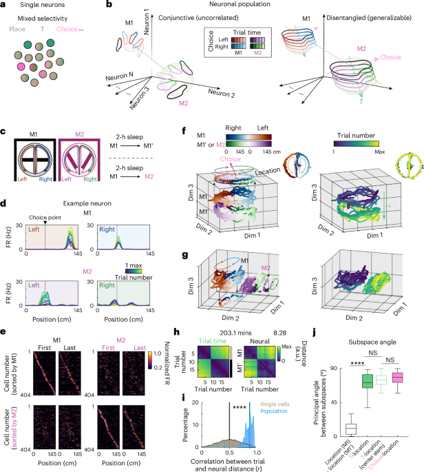 Circuit mechanisms for disentangled representations and generalization in the hippocampus