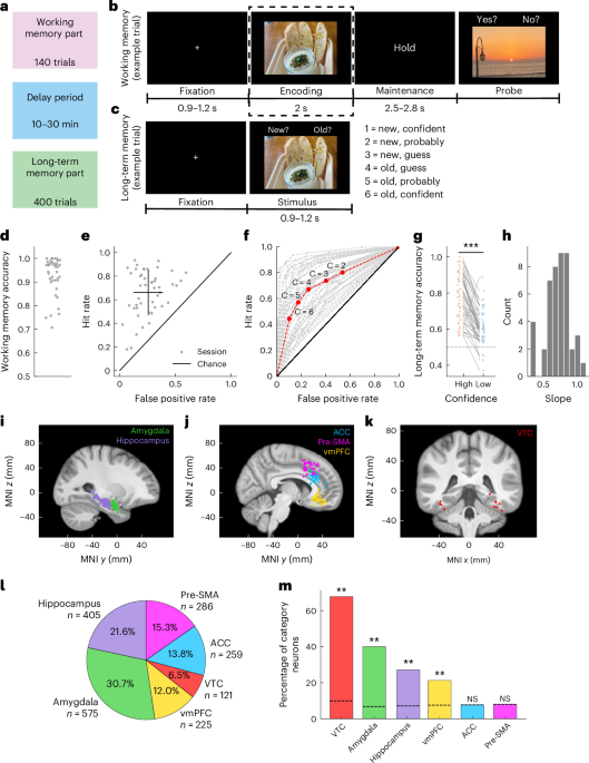Stimulus-specific recruitment of human amygdala neurons predicts episodic memory encoding success