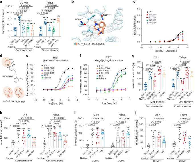 Sustained antidepressant-like effects of psychedelics through 5-HT2AR–β-arrestin signaling