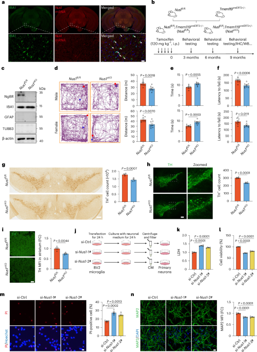 Microglial NUS1 deficiency drives dopaminergic neurodegeneration through intercellular iron dysregulation in Parkinson’s disease models