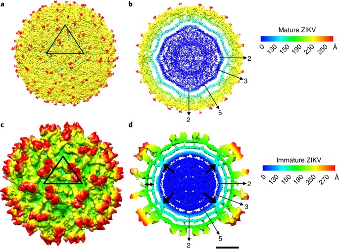 Structural Biology Of Zika Virus And Other Flaviviruses Nature - 