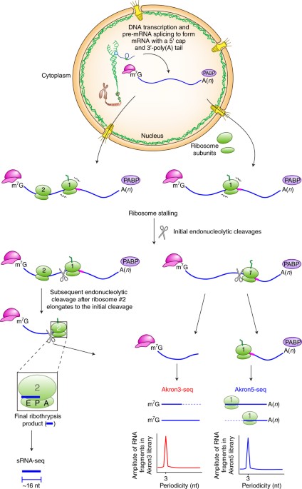 Molecular autopsy provides evidence for widespread ribosome-phased 