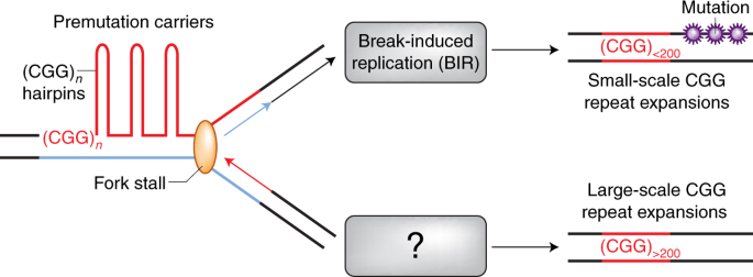 Break Induced Replication Sparks Cgg Repeat Instability Nature Structural Molecular Biology