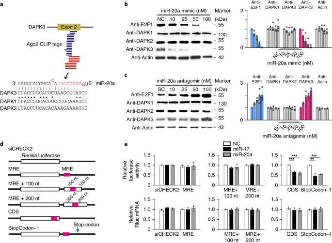 A Novel Class Of Microrna Recognition Elements That Function Only Within Open Reading Frames Nature Structural Molecular Biology
