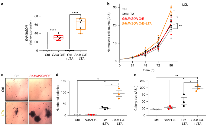 Sammson Fosters Cancer Cell Fitness By Concertedly Enhancing Mitochondrial And Cytosolic Translation Nature Structural Molecular Biology
