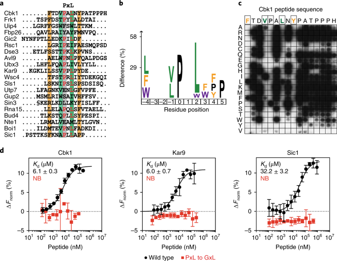 A PxL motif promotes timely cell cycle substrate dephosphorylation by the  Cdc14 phosphatase | Nature Structural & Molecular Biology