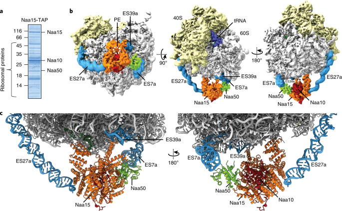 Ribosome–nata architecture reveals that rrna expansion segments coordinate n-terminal acetylation