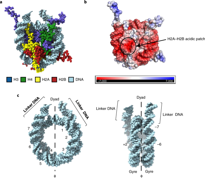 Nucleosome Structure And Dynamics Are Coming Of Age Nature Structural Molecular Biology