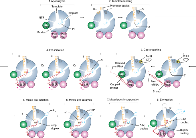 Flu transcription captured in action