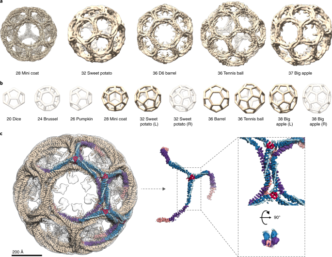 Cryo Em Of Multiple Cage Architectures Reveals A Universal Mode Of Clathrin Self Assembly Nature Structural Molecular Biology