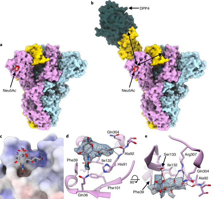 Structures Of Mers Cov Spike Glycoprotein In Complex With Sialoside Attachment Receptors Nature Structural Molecular Biology