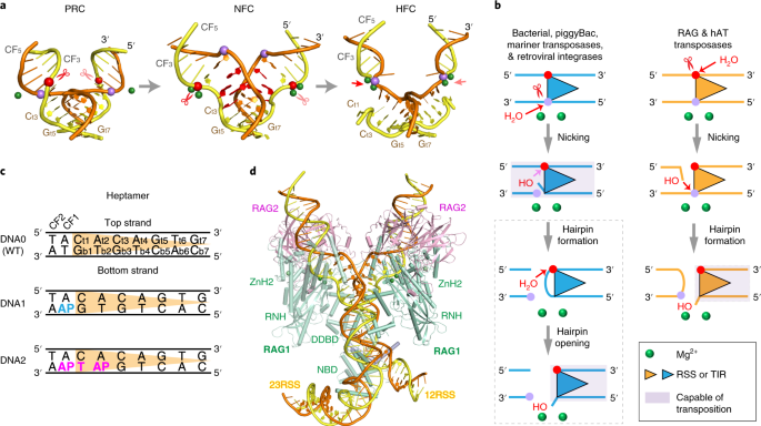 antiparallel dna definition