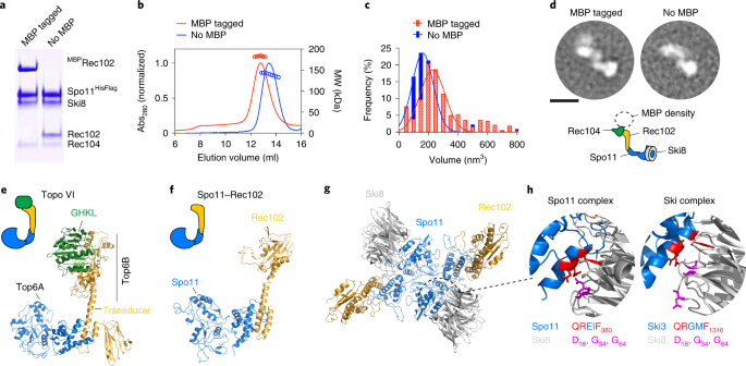 Structural And Functional Characterization Of The Spo11 Core Complex Nature Structural Molecular Biology