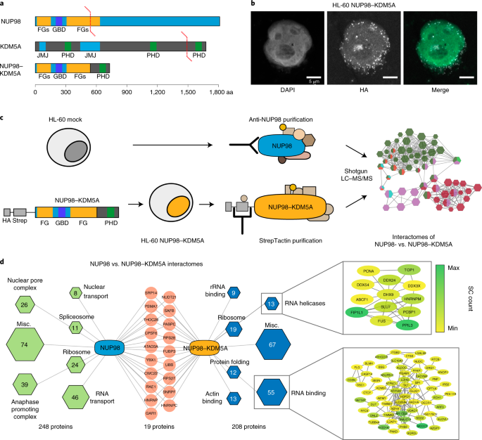 Biomolecular Condensation Of Nup98 Fusion Proteins Drives Leukemogenic Gene Expression Nature Structural Molecular Biology