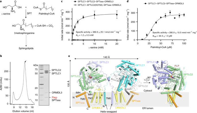 Structural Insights Into The Assembly And Substrate Selectivity Of Human Spt Ormdl3 Complex Nature Structural Molecular Biology
