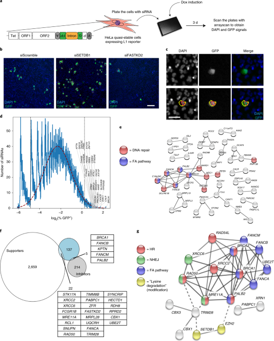 brca1 and s phase dna repair pathways