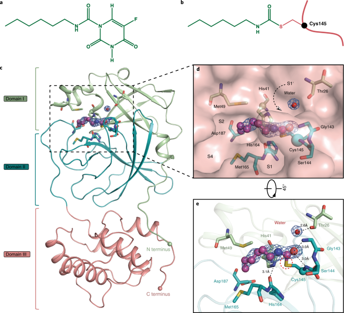 Structural Basis For The Inhibition Of Sars Cov 2 Main Protease By Antineoplastic Drug Carmofur Nature Structural Molecular Biology